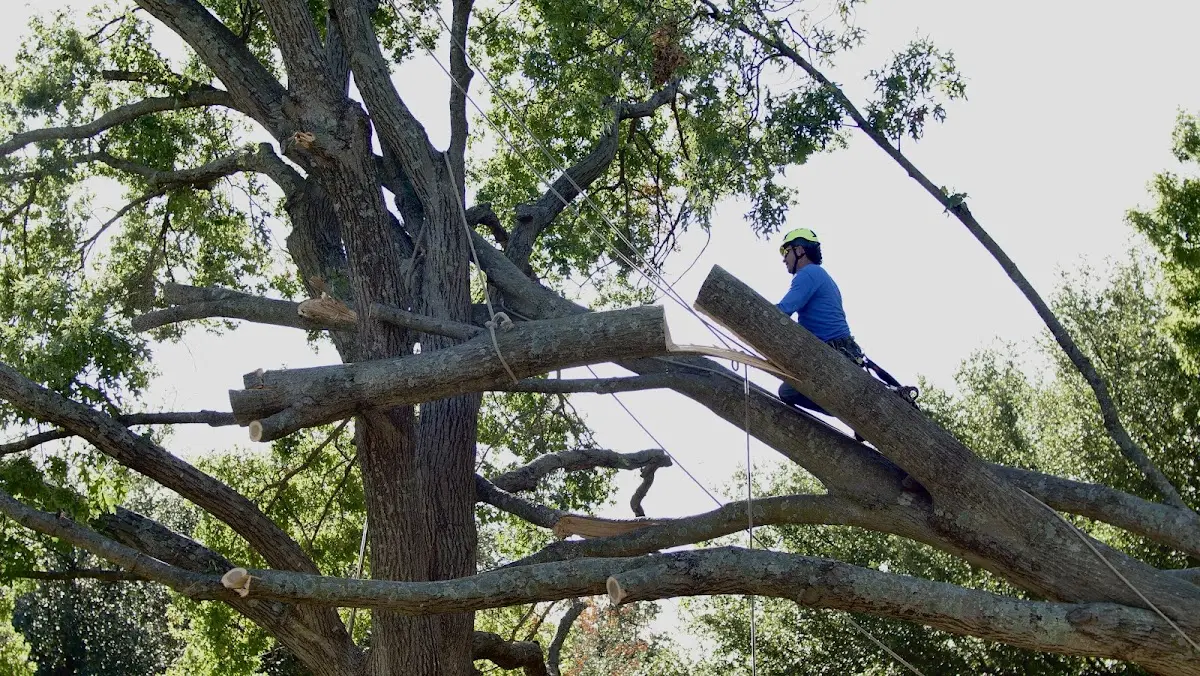 Professional Crown Thinning performed by certified arborists in Anahuac